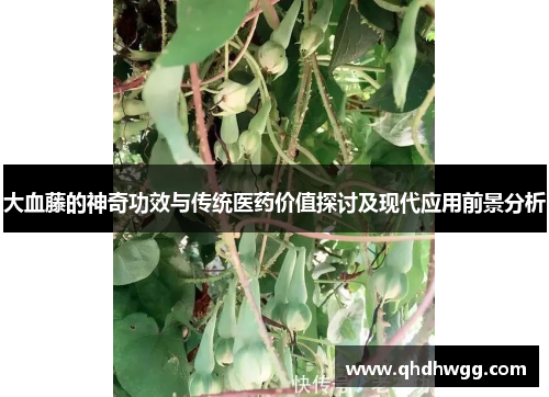 大血藤的神奇功效与传统医药价值探讨及现代应用前景分析
