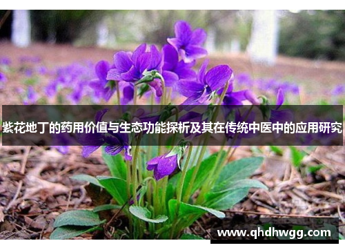 紫花地丁的药用价值与生态功能探析及其在传统中医中的应用研究